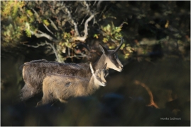 <p>KAMZÍK HORSKÝ (Rupicapra rupicapra) Lužické hory, Studenec ---- /Chamois - Gämse/</p>
